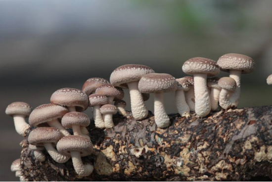 出口食用菌列国准入要求及前提