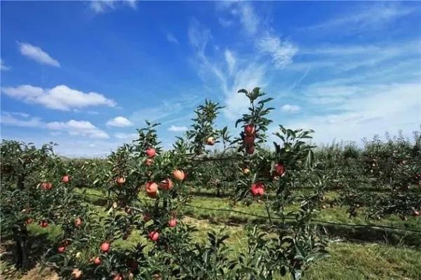 出口苹果必要什么手续？若何办理？